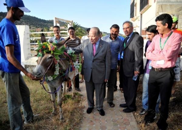 مربوح : أجمل وأغلى حمار في المغرب يستعد للدفاع عن لقبه