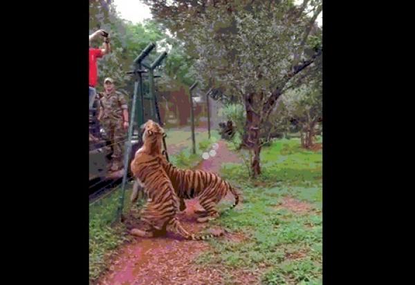 بالفيديو: نمر يطير في الهواء للحصول على اللحم