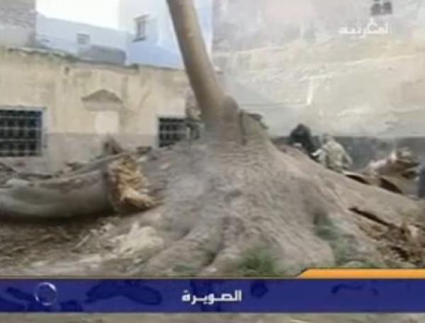سقوط شجرة نادرة بالصويرة عمرها 200 سنة