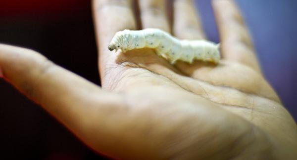 بالفيديو...اكتشاف ديدان عملاقة مفترسة ترعب العالم