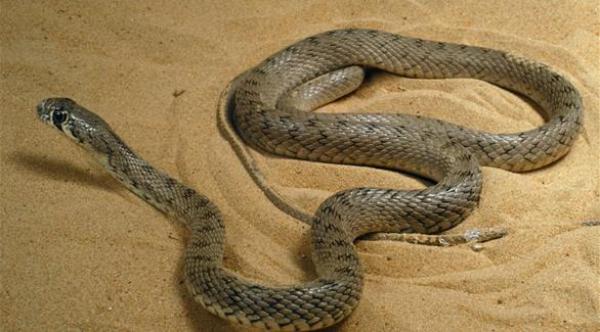 السجن 9 سنوات لرجل يأكل الثعابين في زيمبابوي