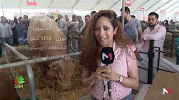 المعرض الدولي للفلاحة بمكناس يقدم أكبر عجل في المغرب