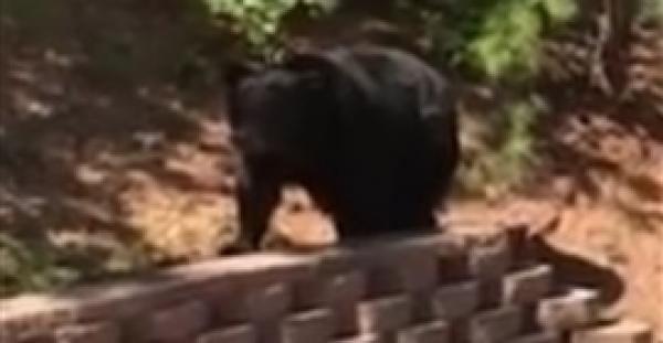 دب يقتحم حفل شواء عائلي (فيديو)