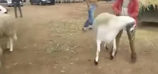 تزامنا مع عيد الأضحى .. شاهد اكبر كبش عرض في السوق