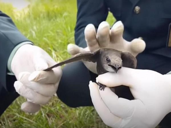 العثور على "طائر أبابيل" في الجزائر يثير جدل على مواقع التواصل (فيديو)