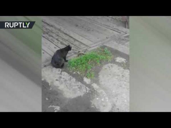 كيف تنتهي معركة قطة مع ثعبان؟