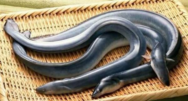 إحباط تهريب 60 كلغ من صغار سمك "النون" بمطار الدار البيضاء