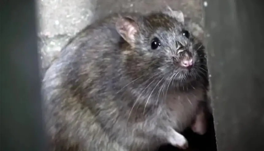 فئران بحجم كلاب تثير الذعر في بريطانيا