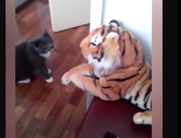 بالفيديو: قطة تلعب الملاكمة مع دمية نمر