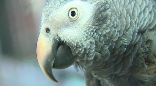 ببغاء مطلوب للشهادة على مقتل صاحبه