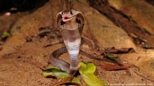 ألمانيا: الدقيق والشرائط اللاصقة لـ "اصطياد" ثعبان كوبرا!