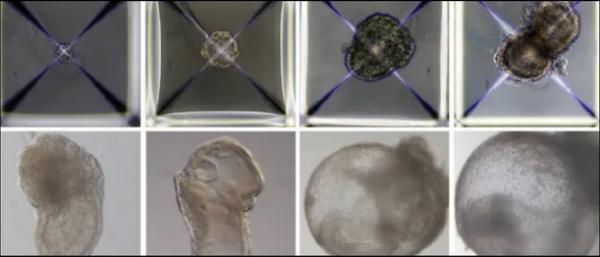 ثورة في عالم زراعة الأعضاء .. إنتاج أجنة دون نطاف أو بويضات