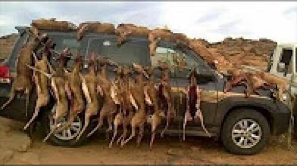 خليجيون يرتكبون " مجازر" في حق حيوانات مهددة بالانقراض في المغرب