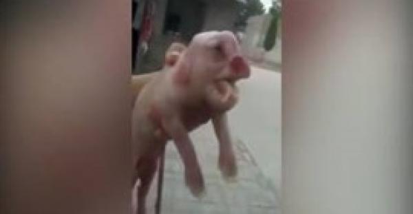 بالفيديو.. خنزير بوجه إنسان يثير ضجة في الصين