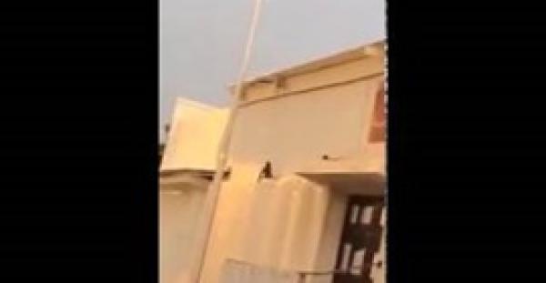 بالفيديو.. قرود تتسلق مدرسة سعودية وتثير الذعر بين التلاميذ