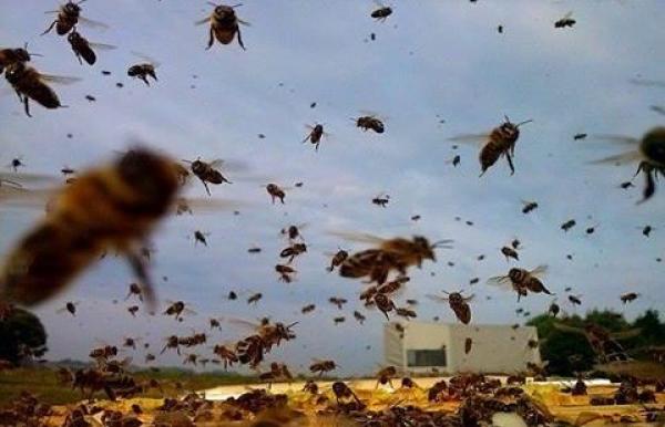 ظاهرة "انهيار طوائف النحل" بالمغرب .. للأدب كلمته أيضا