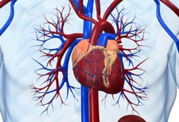 العلاج الجيني يقضي على اجهزة تنظيم ضربات القلب