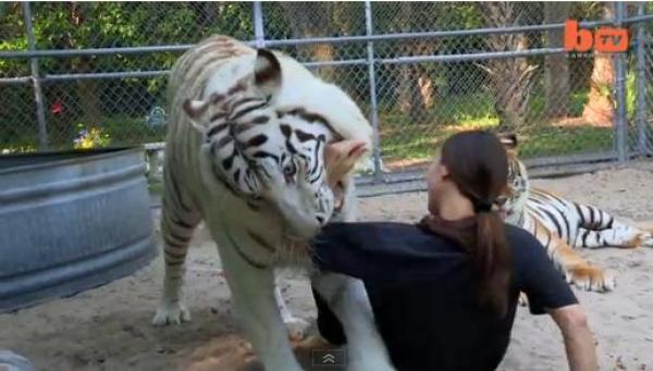 بالفيديو: امرأة تنام بجانب نمور في حديقتها الخلفية