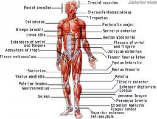 7 غرائب في جسم الانسان