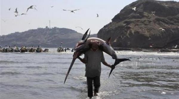 سمكة تقتل صياداً  بطعنة قاتلة في صدره