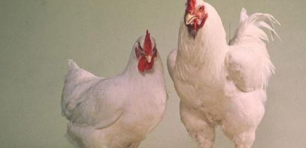 التحقيق مع إمام مسجد بإقليم الناظور بسبب " دجاجتين "