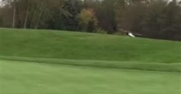 بالفيديو والصور.. نسر يخطف كرة أثناء مباراة للجولف ويطير بها