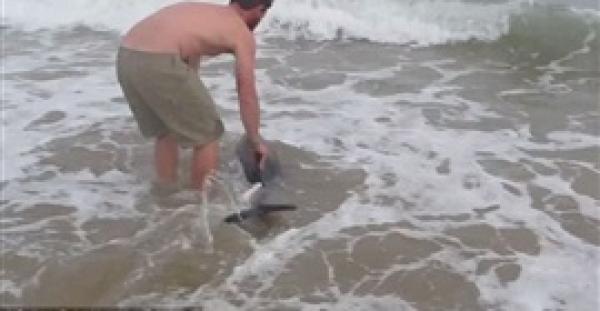 بالفيديو والصور.. 4 ملايين مشاهدة لإنقاذ دولفين علق على الشاطئ