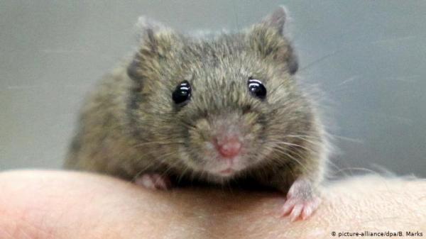 دراسة سلوك الفئران لعلاج البشر من الاكتئاب!