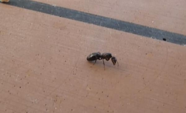 نملة "خارقة" تسرق ألماسة بثلاثة أضعاف وزنها! (فيديو)