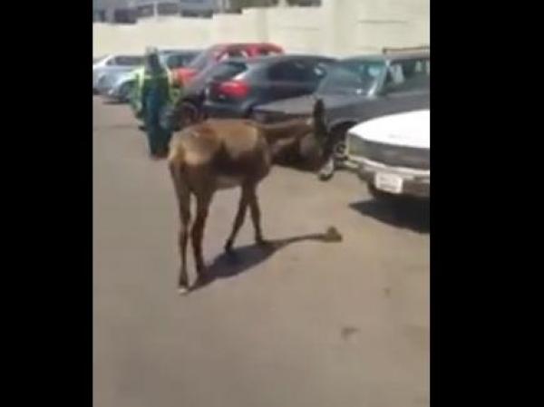 بالفيديو: حمار تائه في موقف مطار القاهرة