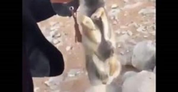 بالفيديو.. شدة البرد تتسبب في تجمد الحيوانات بالسعودية