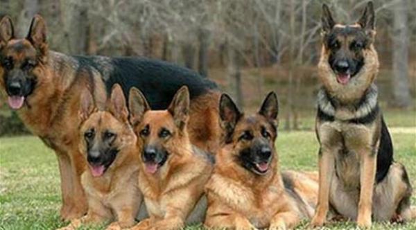 الصين تبني أكبر مركز لاستنساخ الحيوانات في العالم