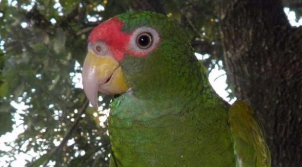 اكتشاف نوع جديد من الببغاوات في المكسيك