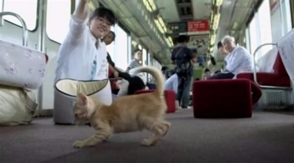 مسافرون يتبنون عشرات القطط على متن قطار في اليابان