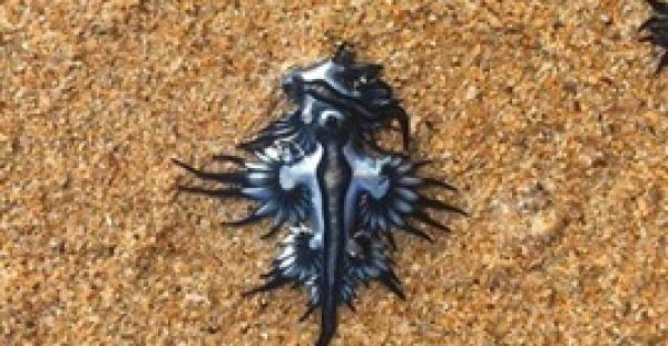 ظهور مخلوق بحري سام مضيء على شواطئ سيدني (صور)