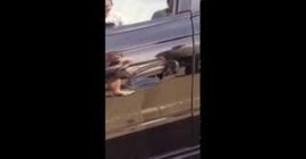 بالفيديو.. رجل يعجز عن فتح باب سيارته بسبب «عنكبوت» ضخم