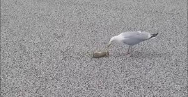 نورس يبلع أرنبا دفعة واحدة (فيديو)