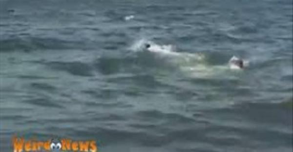 حدث في مصر...عجل يهرب بالقفز في قناة السويس ويفشل أصحابه في استعادته