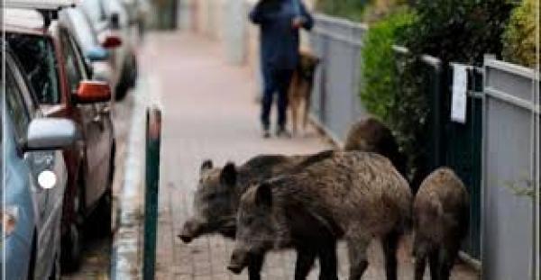 القبض على 36 "خنزيرا بريا" روعوا ساكنة الرباط