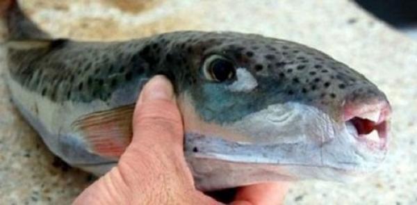 فيديو  .. سمكة متوحشة تفرم الحديد في ثوان