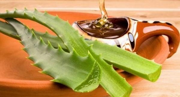 دراسة: ثلث أنواع الصبار معرض للانقراض