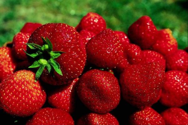 الفراولة لحماية الجلد من الأشعة فوق البنفسجية