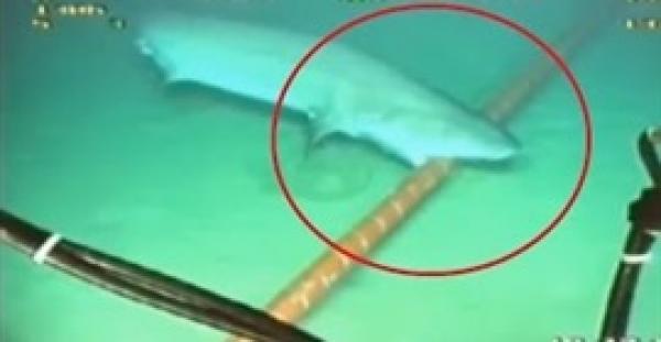 بالفيديو.. سمكة قرش تهاجم أسلاك الإنترنت أسفل المياه