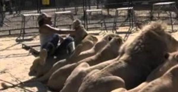 بالفيديو.. مروض أسود حاول تقبيل «لبؤة» فحدث مالم يكن يتوقعه