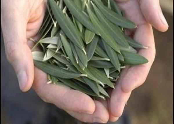 ورق الزيتون علاج نهائي لمرض السكر