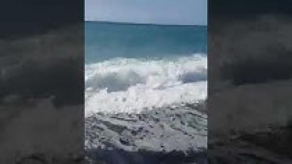 ظهور دلفين أسود بشاطئ تلايوسف نواحي الحسيمة