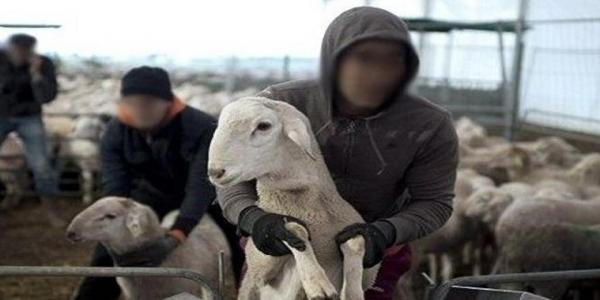 أياما قبل العيد...مسخوط يقود عصابة لسرقة مواشي والده