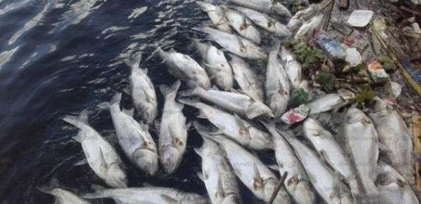 كارثة بيئية تحل بنهر ام الربيع.. واصابع الاتهام تشير لمصانع السكر