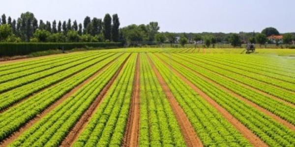 مشاريع فلاحية جديدة بجهة تادلة أزيلال...من أجل تثمين المؤهلات الفلاحية الواعدة بالجهة