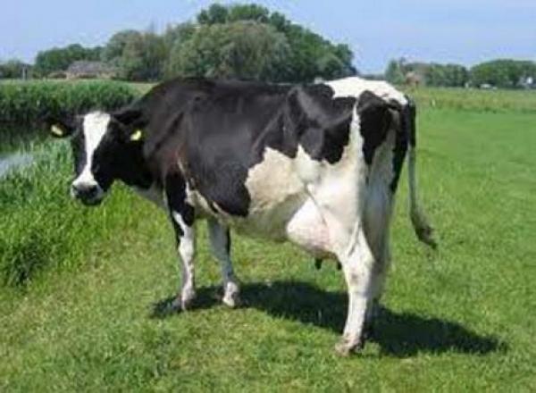 في قضية نادرة..اختبار الحمض النووي لإثبات ملكية بقرة في الهند